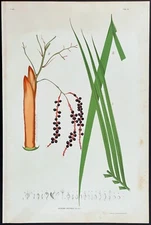 HUGE 1903 Rodrigues antique print - Brazilian palm tree - Geonoma aricanga