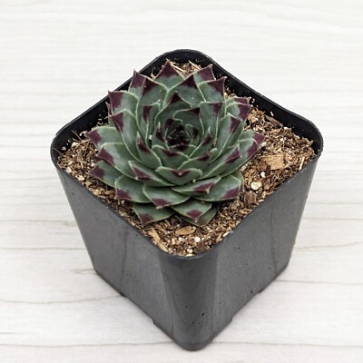 Sempervivum Rose