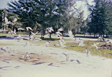 1960s Birds Seagulls in Flight California 35mm Red Star Border