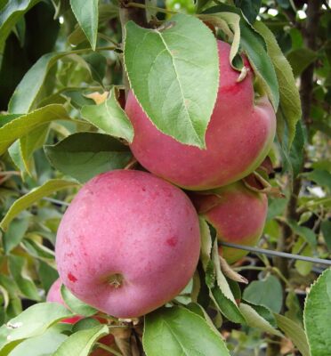 Säulenapfel 'Red River'  