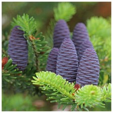 5 Korean Fir Trees / Abies Koreana, 15-20cm Tall, Very