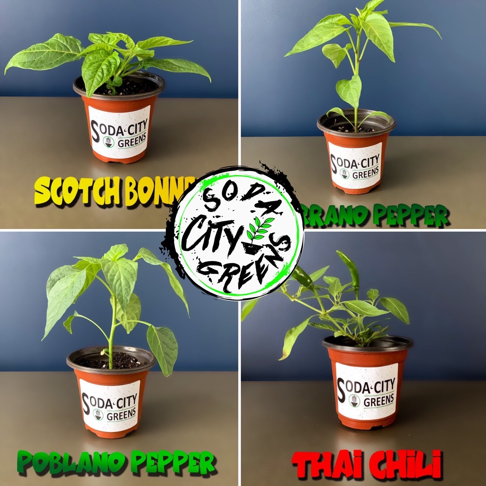 Coolapeno (Heatless Jalapeno) Pepper Seeds 10+ SHIPS FREE! eBay