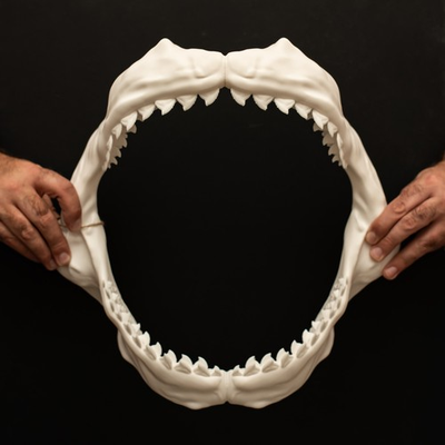 #ad Tiger Shark Jaws Replica 40cm Shark Jaw Display Shark Teeth Model White GBP 79.99