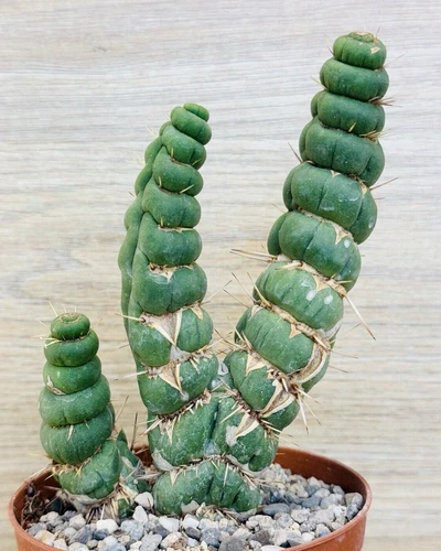 Eulychnia castanea f. spiralis, pot 10 cm (Cod.Y72)