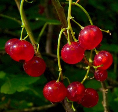 Ribes rubrum RED FRUITS 20-60cm | Red currant | Garden currant - Red currant | G