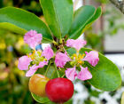 Barbados Cherry Tropical Pink Flowering Sour Fruit Bearing Live Tree Shrub Plant