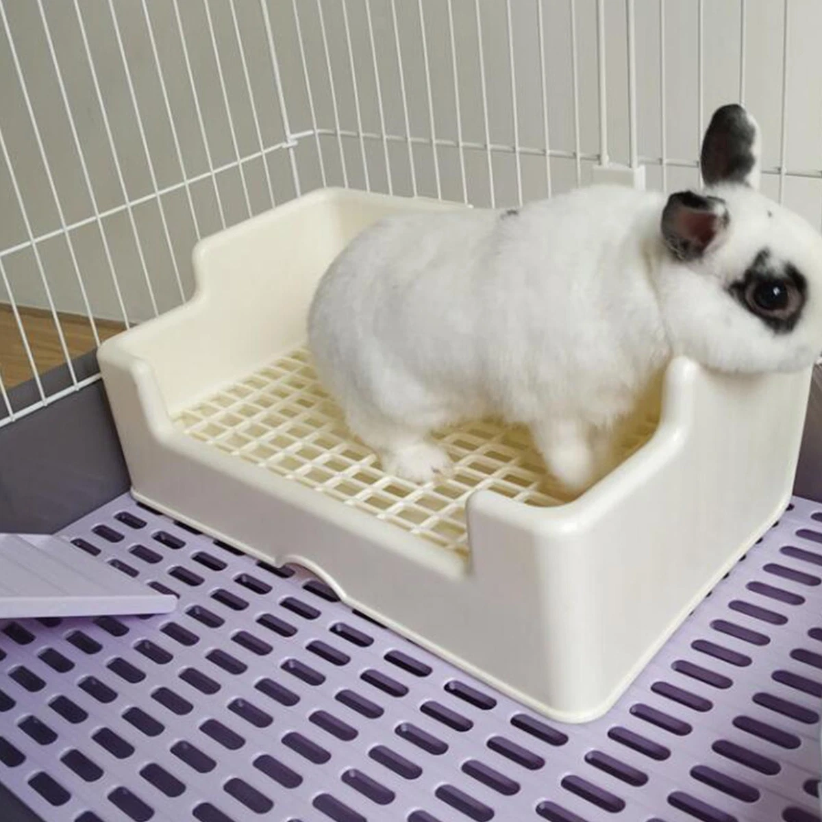 Small litter hotsell tray for rabbit