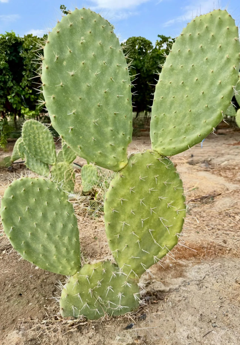 2 cactus cuttings /Nopal Blanco Opuntia streptacantha | eBay