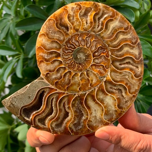 323G Rare! Natural Tentacle Ammonite FossilSpecimen Shell Healing Madagas - Picture 4 of 13