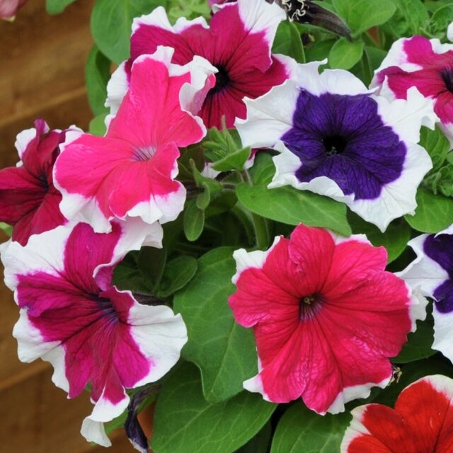 100 Mixed Petunia Seeds - Easy to grow Blooms all season