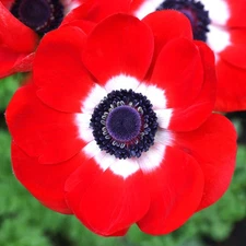 Easy to Grow Anemone His Excellency 20 Plant Bulbs, Spring Flowers