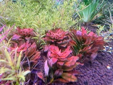 Ludwigia Sphaerocarpa Mini Rare Live Aquarium Plant