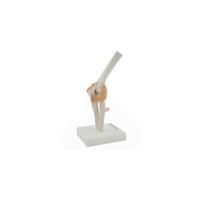 Anatomisches Modell Ellenbogen Mit BäNdern Skelett Heinescientific