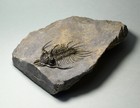 Picture 2 of 8