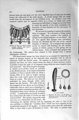 Original Old Antique Print Natural History 1896 Wall Venus Flower Ascon Sponge