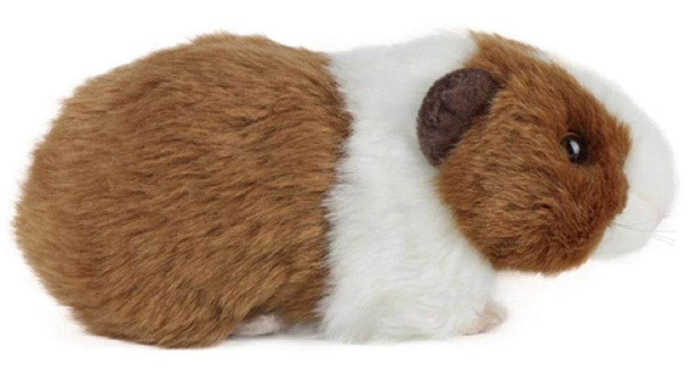 Ebay guinea on sale pig accessories