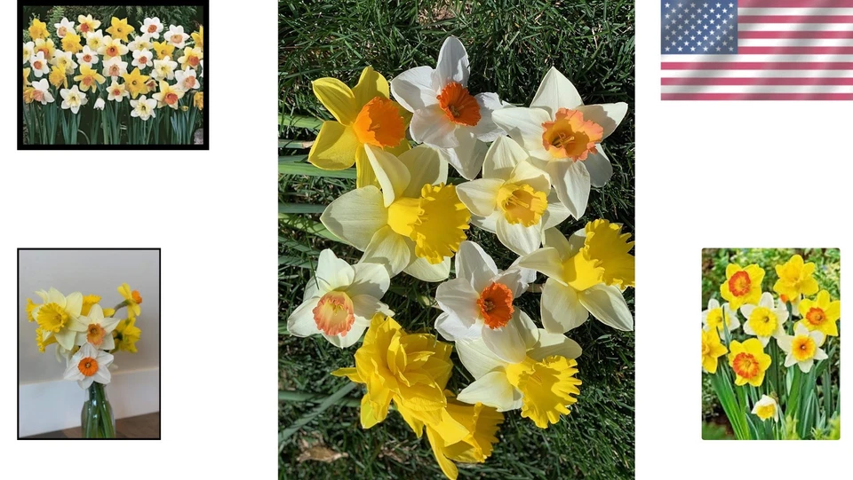 Paquete de 50 bulbos de flores de narciso para exteriores resistentes a los ciervos Foto 2 de 4