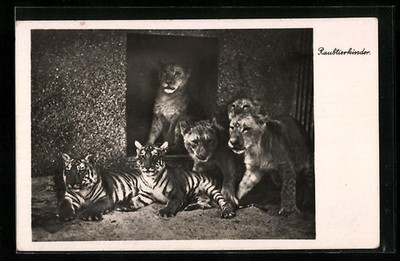Halle, Junge Tiger und Löwen im Zoo, Ansichtskarte 