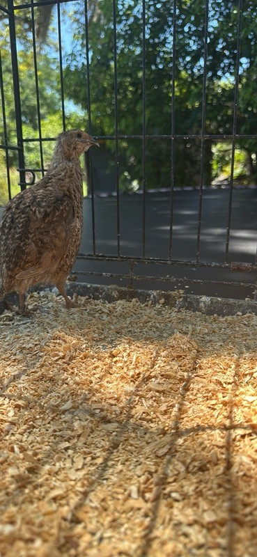 Quail Poultry Drinker Waterer with Wire Mesh Cage / Run Material Wire Mesh