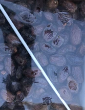 (2) 5 LB MEDJOOL DATES. M/S  FRESH CALIFORNIA DATE . FREE FAST SHIPPING.