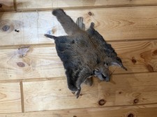 Taxidermy Flying Squirrel Mount Novelty Decor. Very Cute!