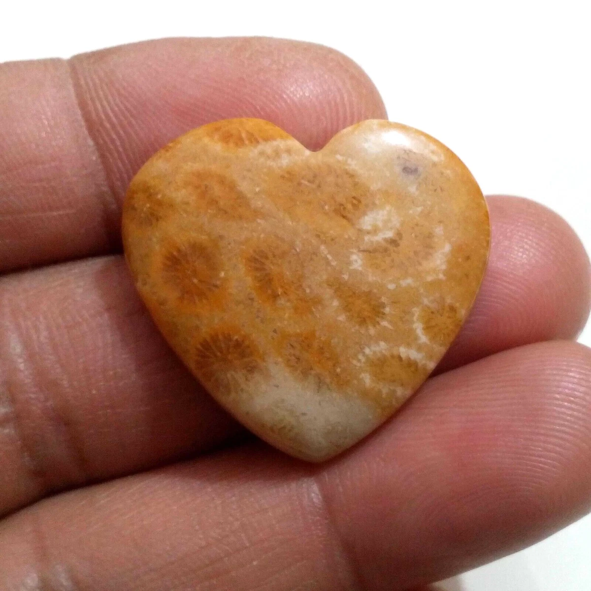 Excellent Fossil Coral Heart Shape 35 Crt 27 30 MM Fossil Loose