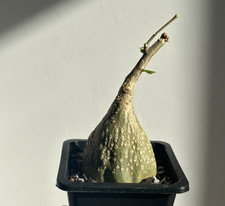 Gerrardanthus macrorhizus 3-7.5cm Caudex Rare Tuber Succulent- Bare Root Shipped