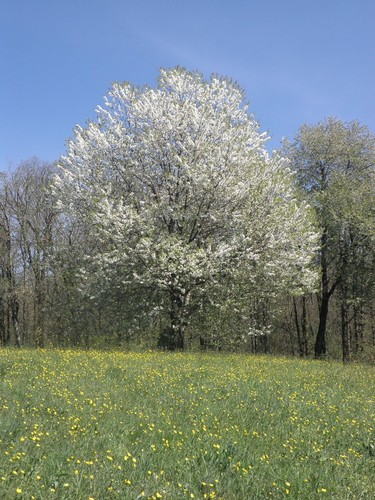 Prunus padus - Vogelkirsche, 50 frische Samen - Bild 4 von 4