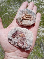 Lot of Fossil Ductina Vietnamica Trilobites In Matrix. Beautiful Specimens! E2