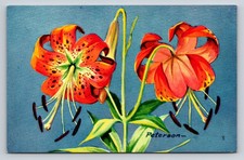 Vintage 1957 Turk's-Cap Lily Postcard Peterson National Wildlife Federation