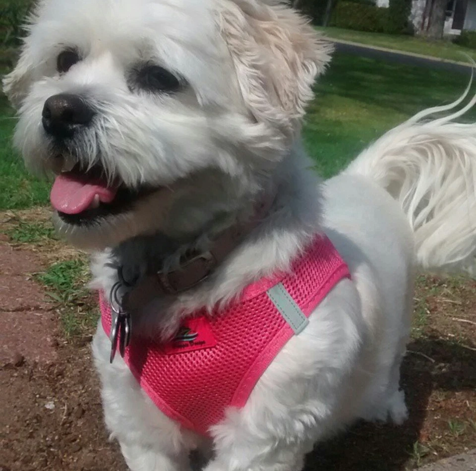 ARNÉS PARA PERROS Ultra Paso SIN ESTRANGULADORES American River Doggie DISEÑO TODOS LOS TAMAÑOS Foto 4 de 4