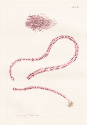 Conferva atro-purpurea algae Algen Botanik Kupferstich Sowerby Smith 1809