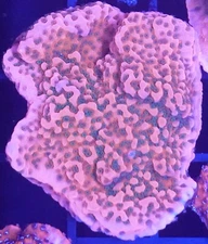 [WYSIWYG] WWC Cherry Tree Monti Cap Frag #3 Easy Montipora SPS Live Coral