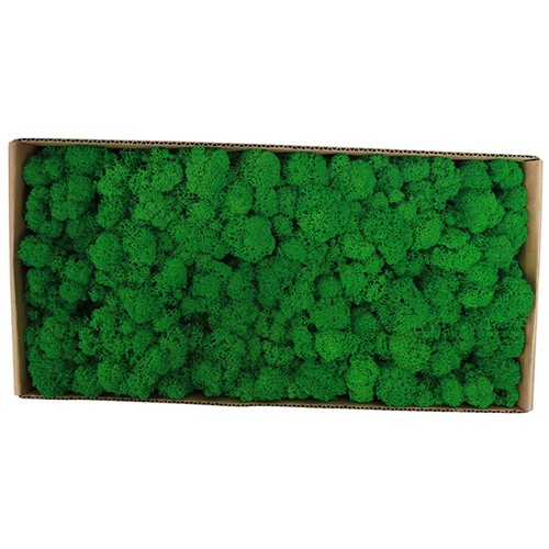Preserved Moss Gardenning Art Wall Decor Moss Bulk Micro Landscape Decorat 6 AU - Picture 2 of 10