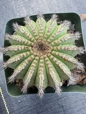 Uebelmannia pectinifera 4” Pot US SELLER!