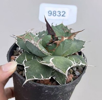 1pcs Pot 10cm Rare Cacti SucculentLive Agave titanota Caesar Boutique Sale