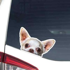 White Chihuahua Car Decal Peeking Head Vinyl Bumper Window Sticker Waterproof