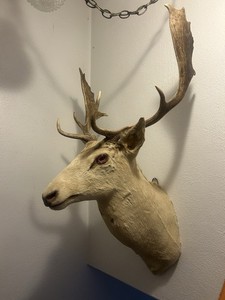 White Fallow Deer Mount Antlers Taxidermy Albino Buck RARE Pink Eyes !!