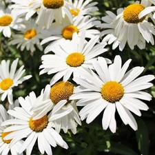 5000+ wieloletnich nasion chryzantemy do sadzenia - aka Shasta Daisy Heirloom