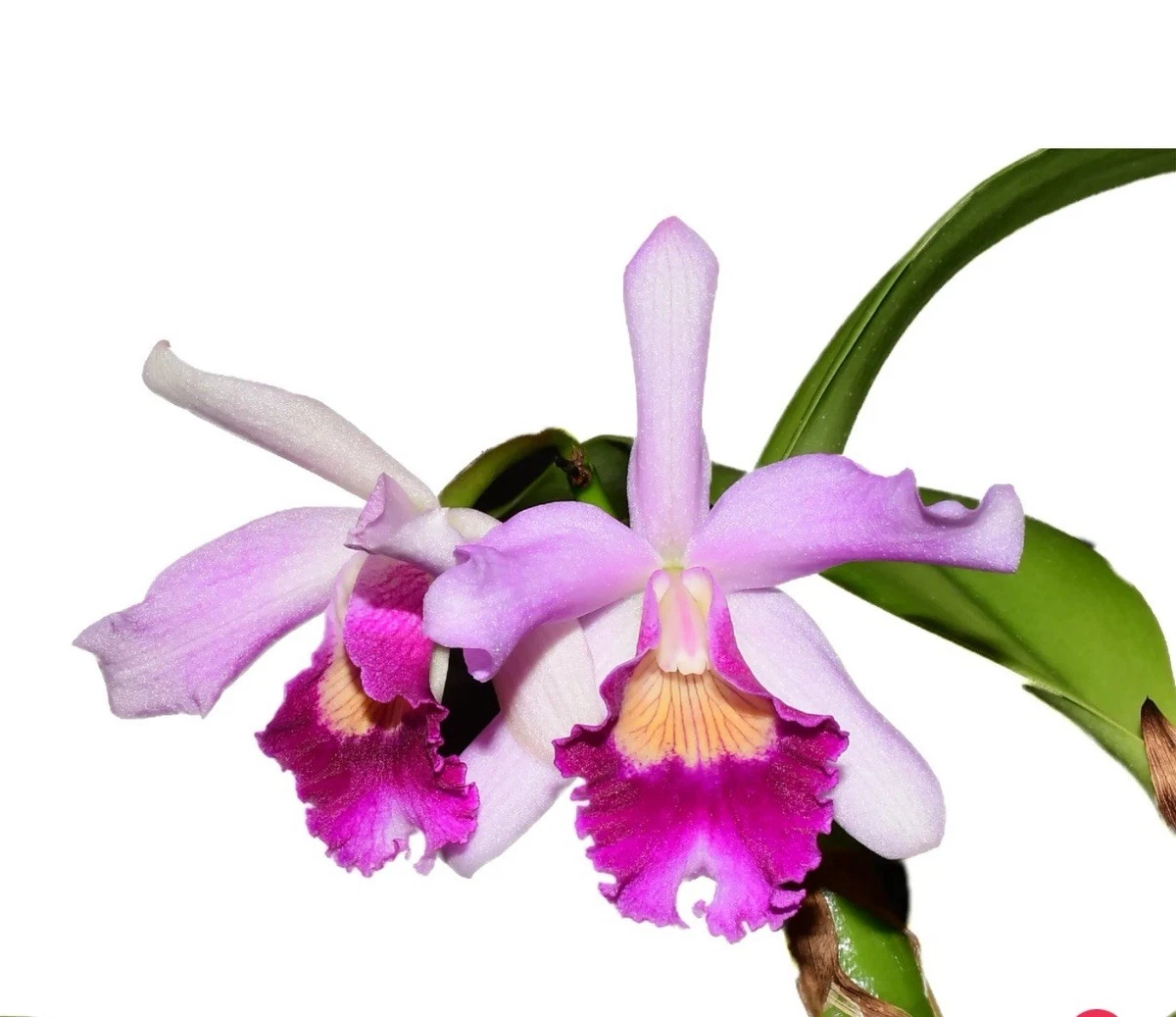 Fragrant Orchid Laelia Orchids for sale | eBay