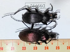 D99792-insects,Beetles Carabidae from Vietnam North