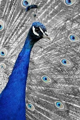 Blue Peacock: The Indian Peafowl or Blue Peafowl Is a Large and Brightly Colored