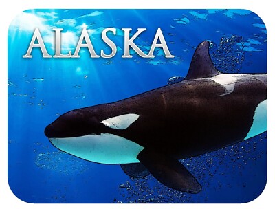 Alaska Fridge Magnet with Swimming Orca