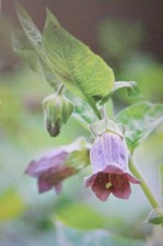 DEADLY NIGHTSHADE PLANT (Atropha belladonna)