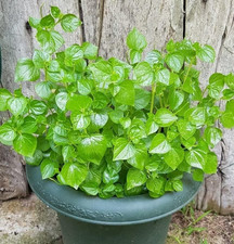 5000 Crab Claw Seeds - Rau Cang Cua - Herb Peperomia Pellucida Pansit Pansitan S