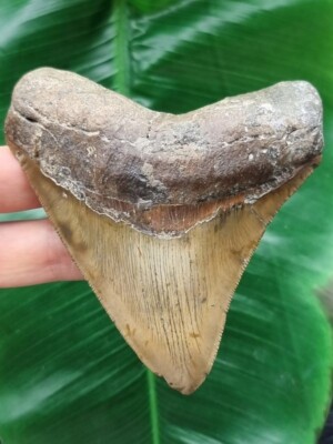 10,6 cm brauner scharfer Zahn des Megalodon - Hai Haizahn Fossil