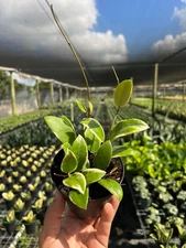 Hoya Acuta Albo Marginata | Live Indoor & Outdoor Tropical House in 4" Pot
