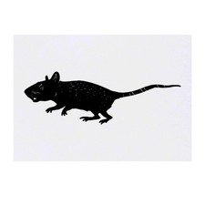 'Spotted Rat' Temporary Tattoos / Transfers TO00032775