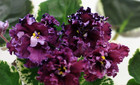African Violet Plant ~ RS-Passia — photo 1