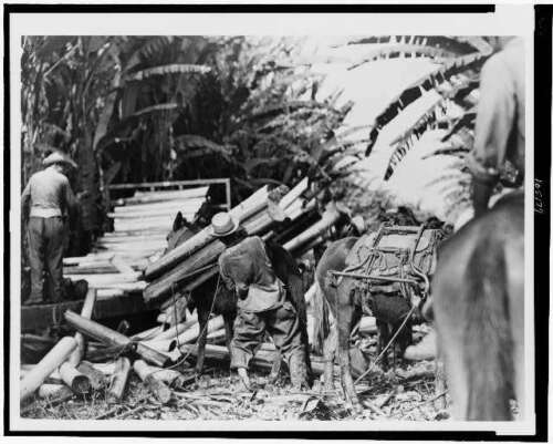 Cultivo de ábaca, tallos de plantas, transportados, tren de mulas, fábrica, cáñamo, Honduras, 1948 - Imagen 1 de 1